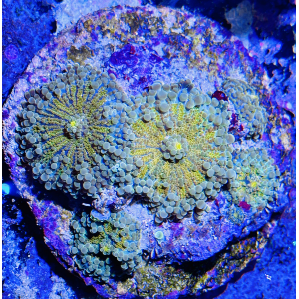 YELLOW YUMA MUSHROOM 